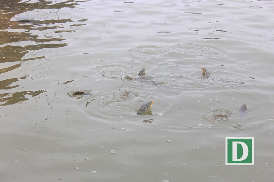 
Rất nhiều cá phóng sinh sau khi được thả xuống sông tỏ ra lạ lẫm với môi trường sống mới, nên đã ngoi lên trên mặt nước nhiều lần.
