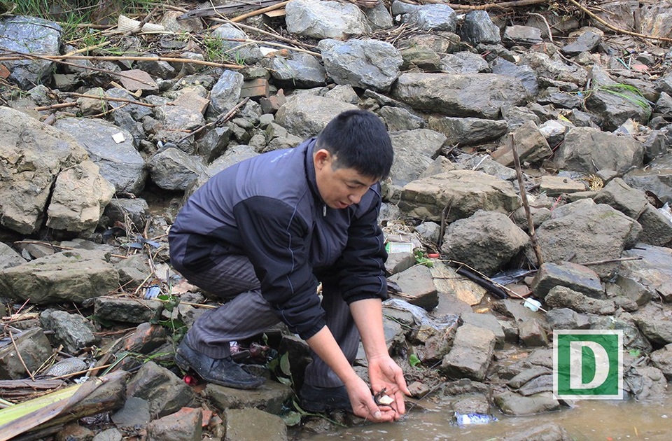 Những chú cá may mắn được người đàn ông bới cỏ thả phóng sinh xuống sông.