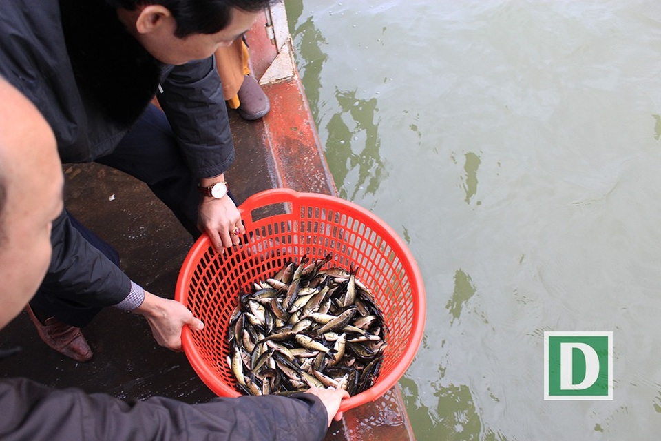 Theo ông Nguyễn Hải Quân - Chánh văn phòng Ban hướng dẫn phật tử của Trung ương giáo hội Phật giáo Việt Nam, đồng thời cũng là Trưởng Ban tổ chức Lễ phóng sinh Chùa đình Bát Tràng cho biết: Năm nay số lượng cá được thả phóng sinh rơi vào khoảng hơn 5 tấn với 4 loại cá chủ yếu là cá trắm, cá chép, cá rô phi và cá trê,.