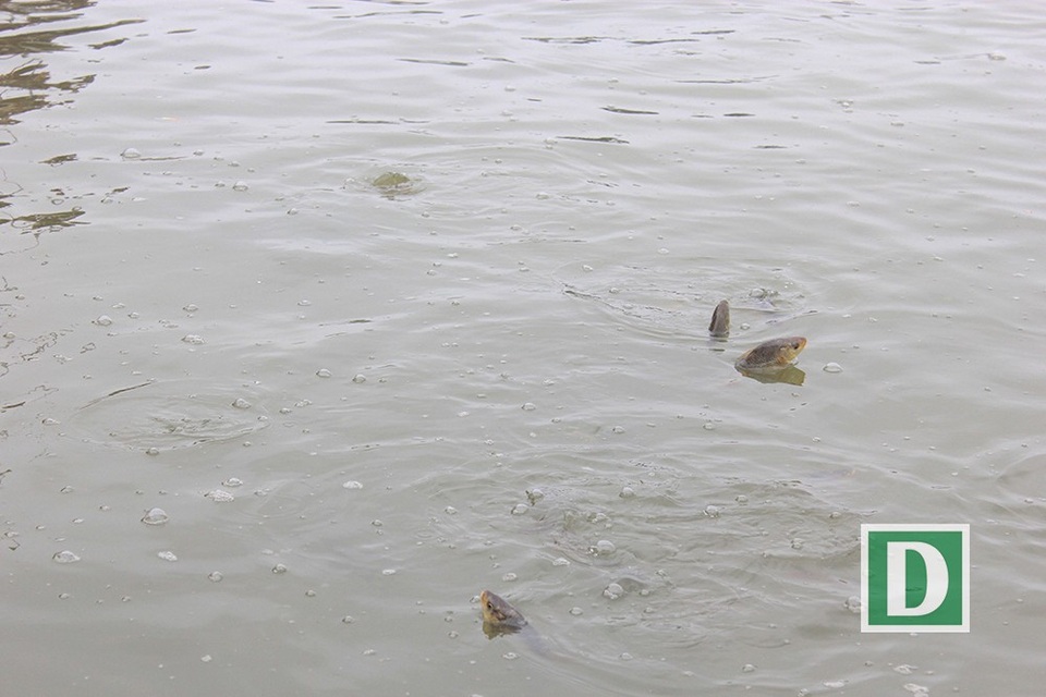 Hàng vạn người dự Lễ phóng sinh,  hơn 5 tấn cá được thả xuống sông Hồng - 20