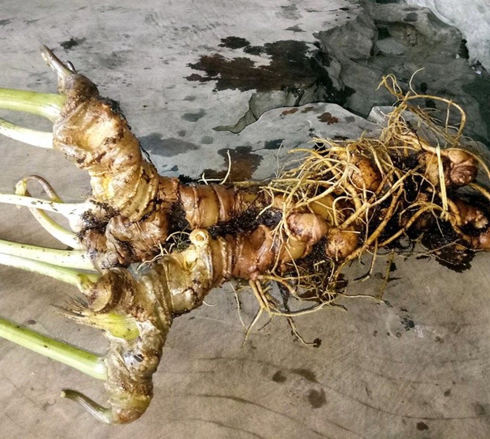 Củ sâm Ngọc Linh nặng 800g được trả giá 400 triệu đồng - 1 Củ sâm Ngọc Linh sau khi gỡ bỏ hết lớp đất, nặng 8 lạng.