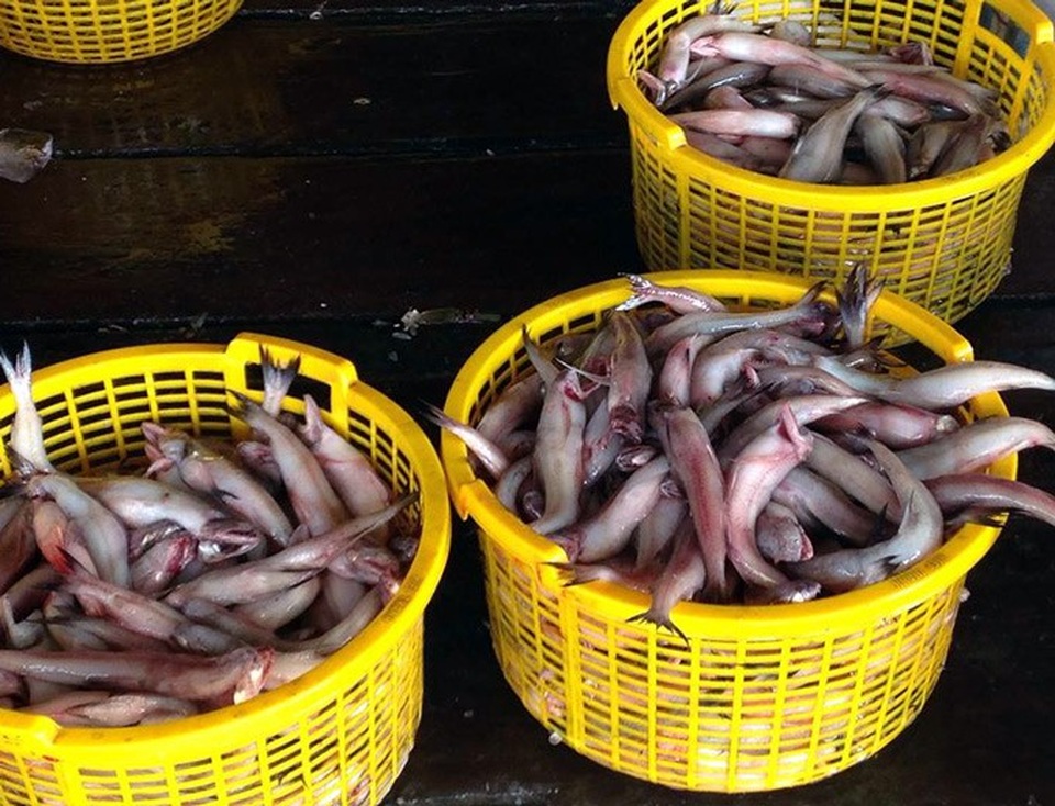 Cá khoai là một đặc sản nổi tiếng của vùng biển Ngọc Hiển. (Ảnh: TA).