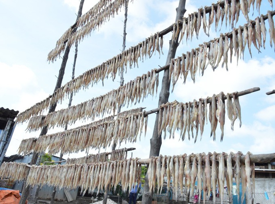 Ngoài bán cá tươi, ngư dân còn làm khô cá khoai. (Ảnh: Chúc Ly).