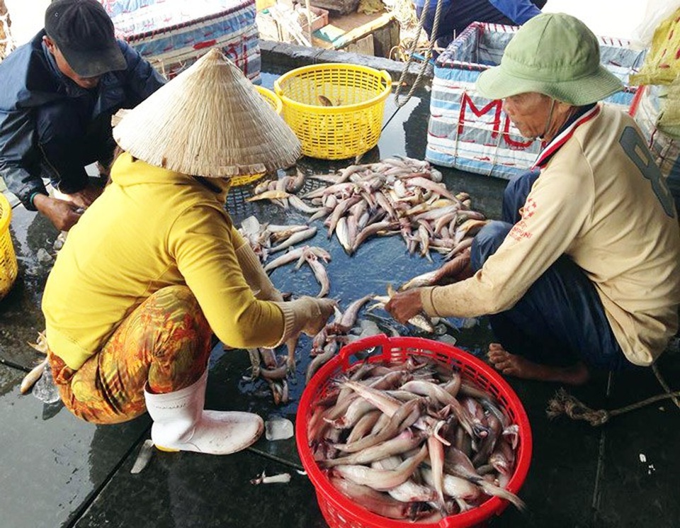 Ngư dân phấn khởi vì trúng mùa, trúng giá. (Ảnh: TA).