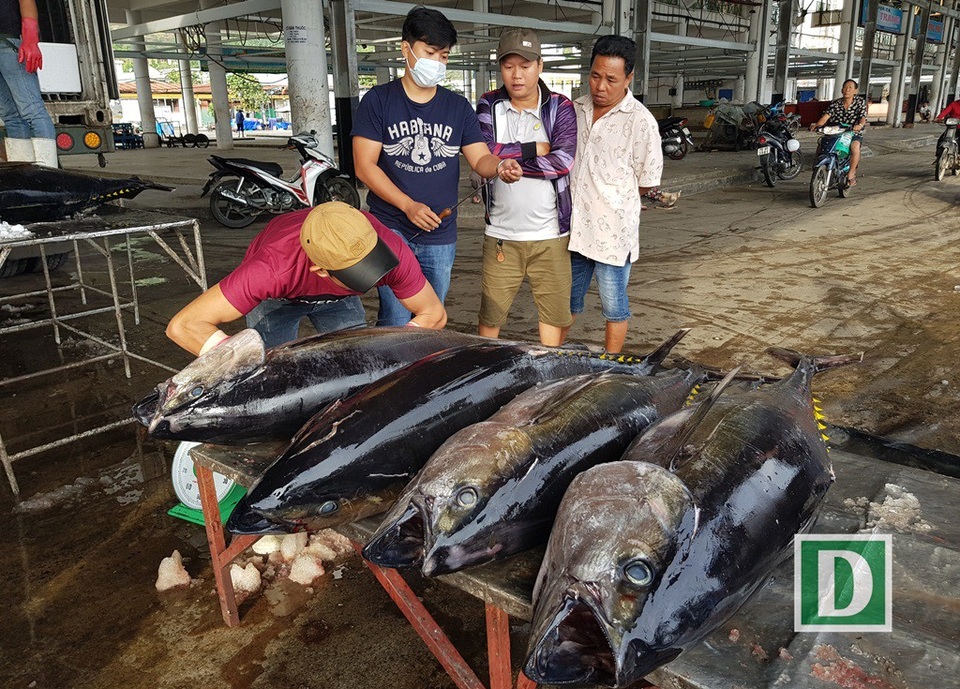 Ngư dân trúng đậm cá ngừ đại dương “khủng” - 4
Cá ngừ đại dương loại 1 hiện đang được giá, với 125.000 đồng/kg