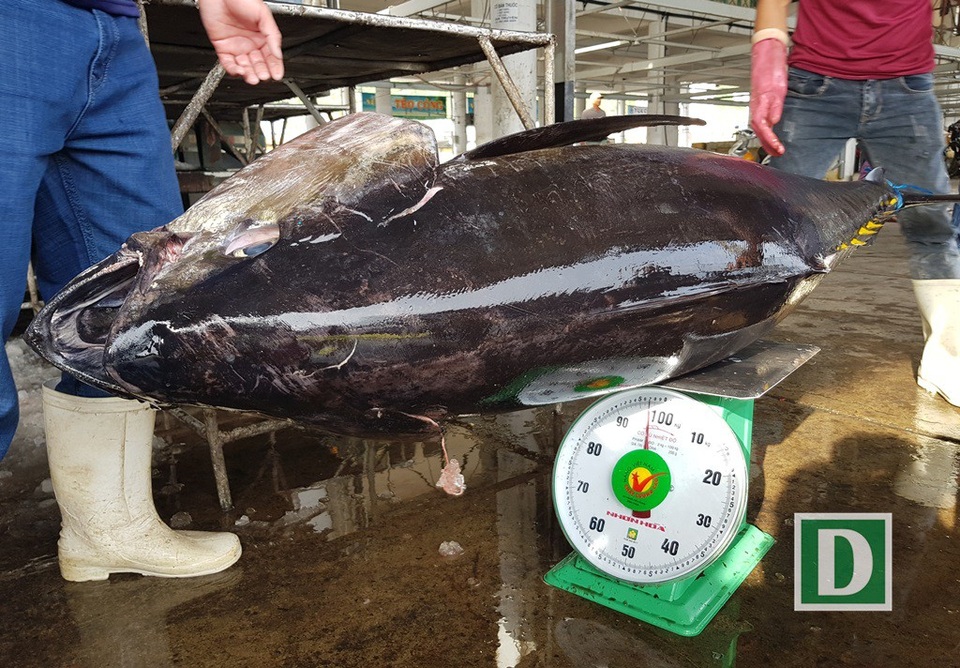 Ngư dân trúng đậm cá ngừ đại dương “khủng” - 5
Một con cá ngừ đại dương khủng lên tới 96kg.