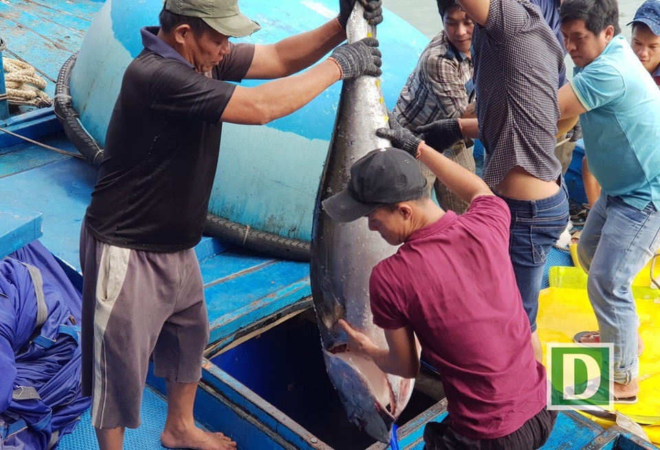 Ngư dân trúng đậm cá ngừ đại dương “khủng” - 2 Sau chuyến biển đánh bắt qua Tết, trung bình mỗi tàu đạt từ 30-50 con