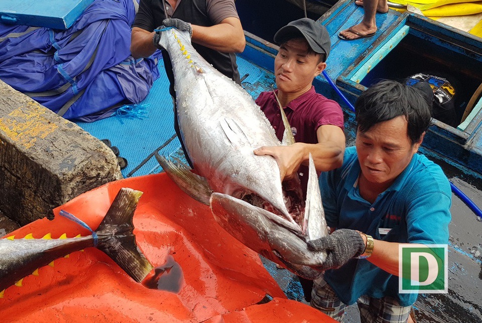 Ngư dân trúng đậm cá ngừ đại dương “khủng” - 3 Những con cá ngừ đại dương Trường Sa cần ít nhất 3 người khiêng