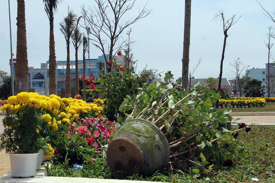 
Hoa tươi trang trí cho đường hoa bị đạp đổ ngổn ngang
