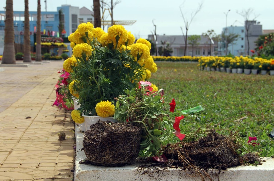 
Hoa bị nhổ bỏ vứt ra ngoài để lấy chậu
