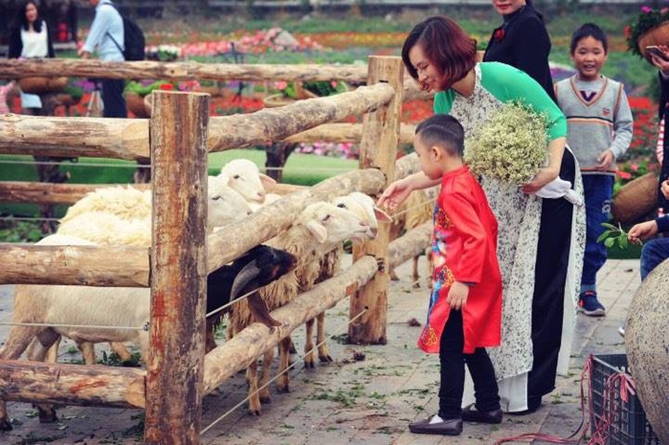 Du xuân – đừng quên ghé thăm “Thành phố ngàn hoa giữa lòng Hà Nội” - 4 Trẻ con thích thú bên chuồng cừu tại Thung lũng hoa Hồ Tây