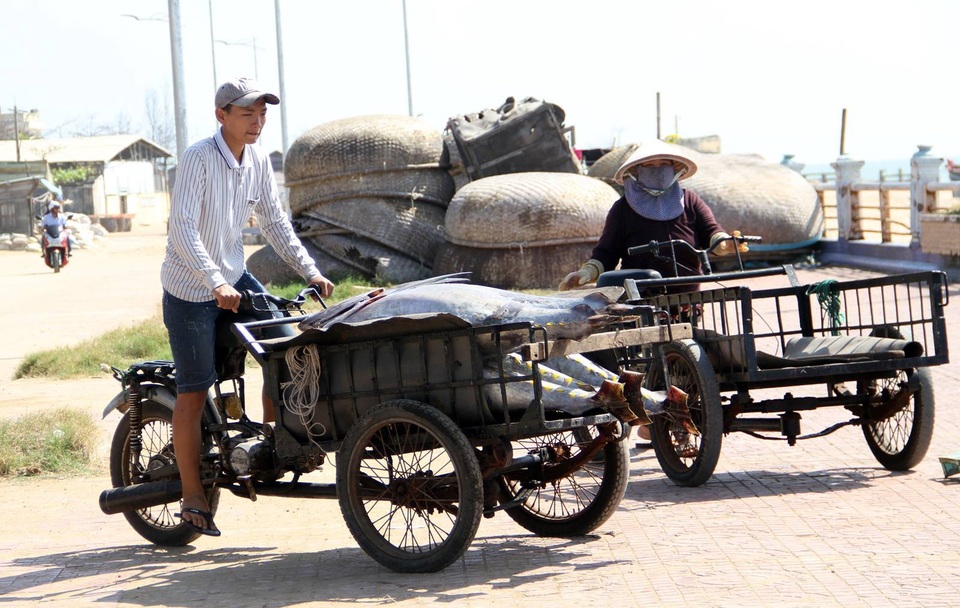 Phú Yên: Kiếm trên chục triệu mỗi chuyến đánh bắt cá ngừ đại dương - 3 Cá ngừ được thu với mức giá cao 115.000 nghìn/kg.