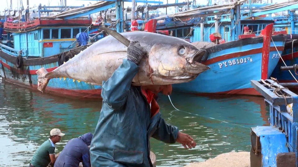 Phú Yên: Kiếm trên chục triệu mỗi chuyến đánh bắt cá ngừ đại dương - 2
Cá ngừ được đưa lên bờ để chở đi tiêu thụ