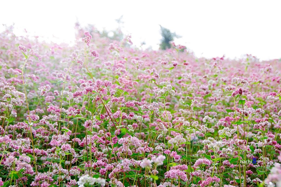 Hà Giang: Nơi bốn mùa bạn đều có thể ghé thăm! - 5 Hà Giang: Nơi bốn mùa bạn đều có thể ghé thăm! - 5