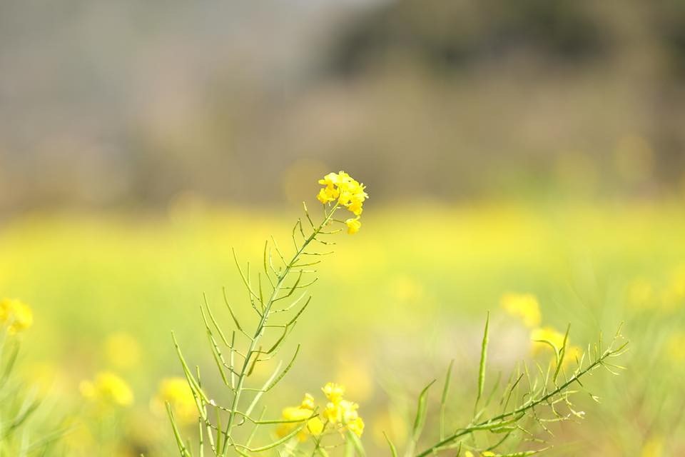Hà Giang: Nơi bốn mùa bạn đều có thể ghé thăm! - 6 Hà Giang: Nơi bốn mùa bạn đều có thể ghé thăm! - 6