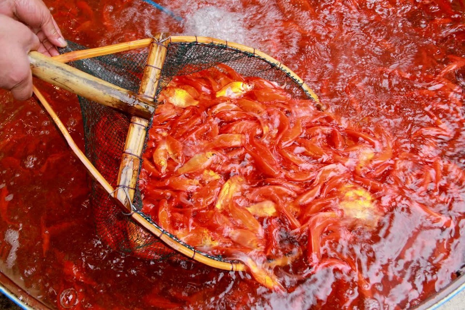 
Cá chép đỏ rất được ưa chuộng cúng Ông Công Ông Táo
