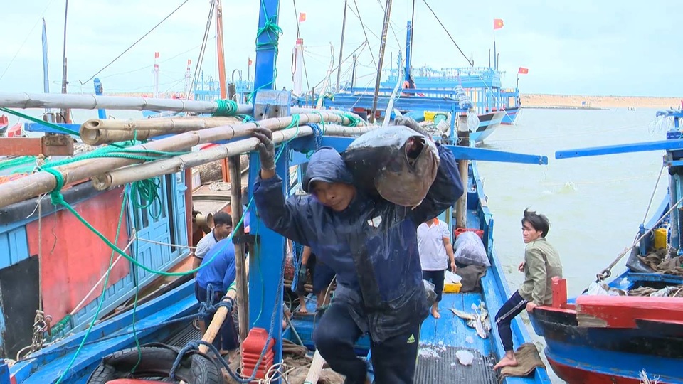 Cá ngừ đại dương được mùa được giá, ngư dân trúng đậm - 2 Nhiều con cá ngừ đại dương có trọng lượng trên 60kg