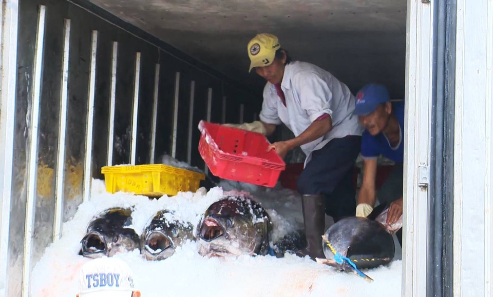 Cá ngừ đại dương được mùa được giá, ngư dân trúng đậm - 6 Cá ngừ đại dương được mùa được giá, ngư dân trúng đậm - 6