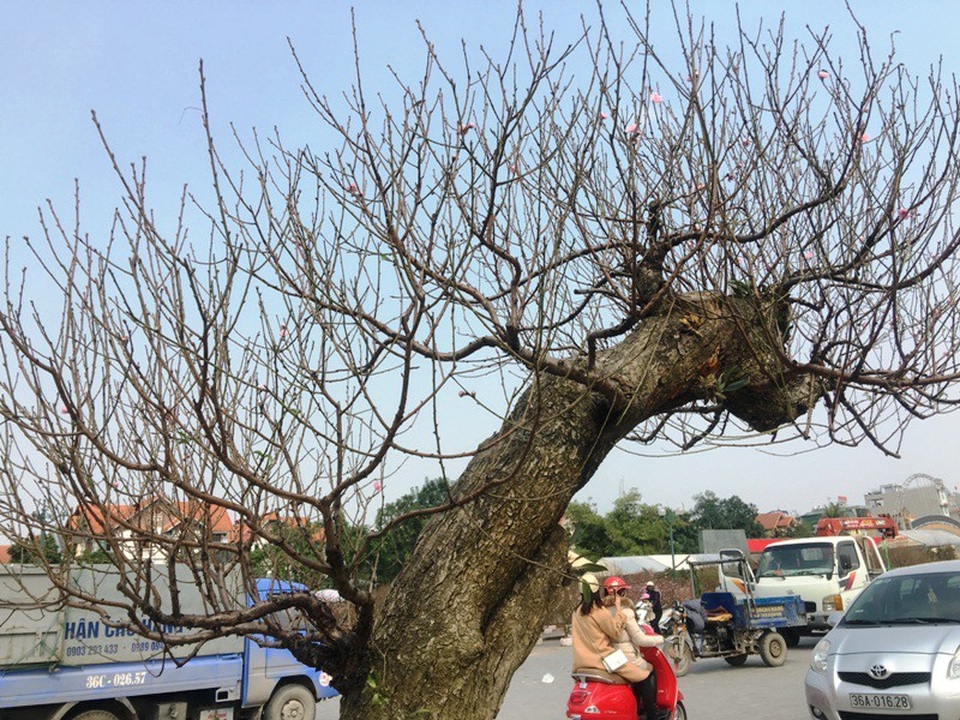 Đây là những gốc đào có tuổi đời hàng chục năm được người trồng sưu tầm về và cấy ghép để cho ra một tác phẩm trông rất tự nhiên, bắt mắt.