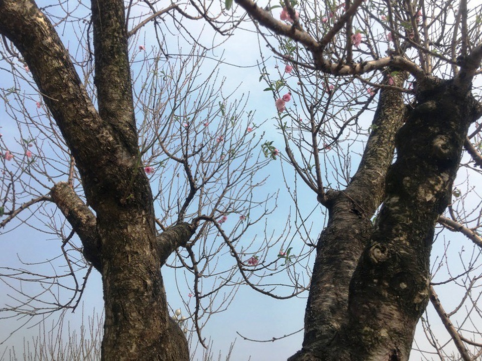 Những cây “đào khủng” giá hàng chục triệu đồng ở hội chợ hoa xuân Thanh Hoá - 14