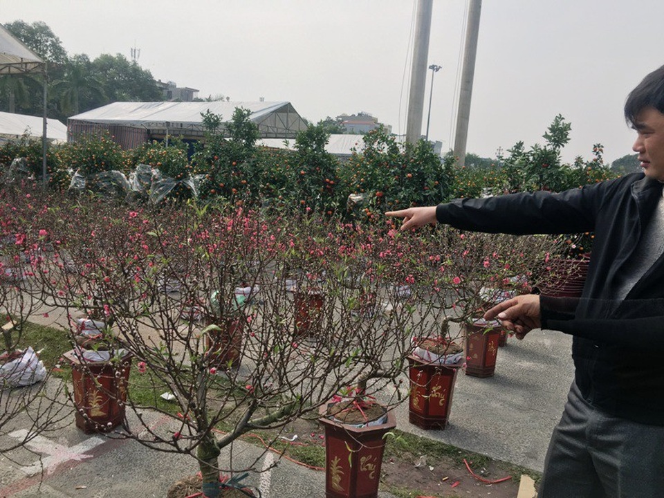 
Những cây đào Nhật Tân nhỏ gọn nhưng có giá từ 1 triệu đồng trở lên.
