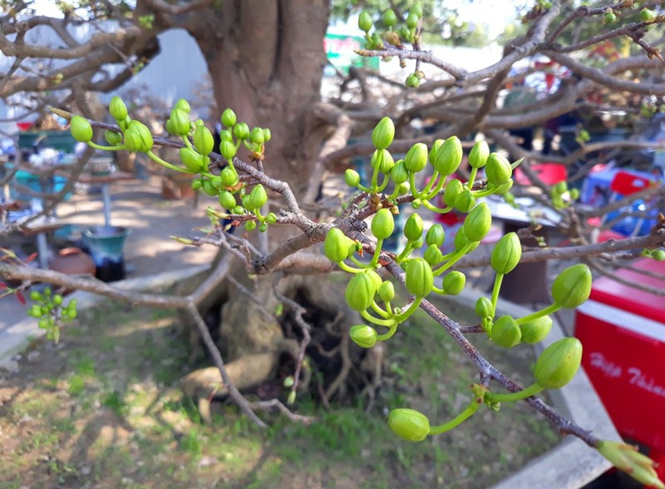 Ngắm “lão mai” hơn 100 tuổi giá hơn nửa tỷ đồng - 7 Nụ hoa to, bông nở từ 8-10 cánh, hoa đẹp và thơm.