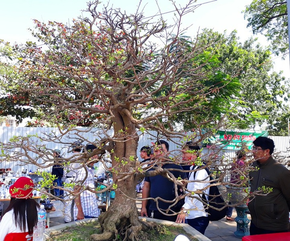 Ngắm “lão mai” hơn 100 tuổi giá hơn nửa tỷ đồng - 1 Lão mai hơn 100 năm tuổi có giá hơn nửa tỷ đồng góp mặt ở chợ xuân 2018 tại TP Quy Nhơn, tỉnh Bình Định.