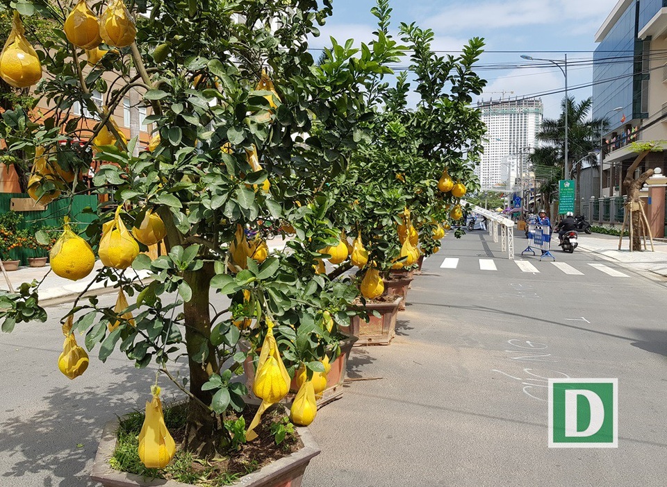 Bưởi diễn Hưng Yên "hét giá" 15 triệu đồng/chậu ở Nha Trang - 1 Hàng bưởi diễn được cho đến từ Hưng Yên thu hút sự chú ý của người dân phố biển Nha Trang trên đường Pasteur Nha Trang sáng 5/2