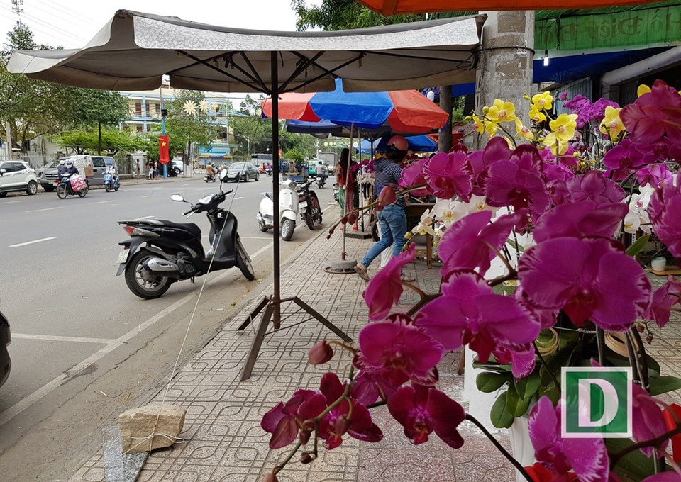 Bưởi diễn Hưng Yên "hét giá" 15 triệu đồng/chậu ở Nha Trang - 4 Cây cảnh, bonsai... cũng tấp nập trên đường Lê Thánh Tôn, TP Nha Trang