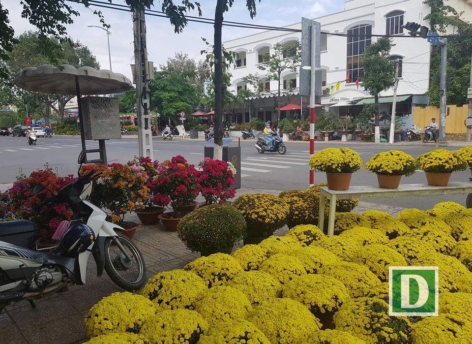 Bưởi diễn Hưng Yên "hét giá" 15 triệu đồng/chậu ở Nha Trang - 6 Bưởi diễn Hưng Yên "hét giá" 15 triệu đồng/chậu ở Nha Trang - 6