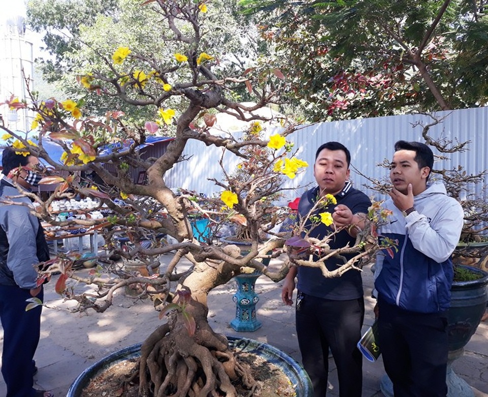 Ngắm “lão mai” hơn 100 tuổi giá hơn nửa tỷ đồng - 9
Dịp này, nhiều nhà vườn còn trình làng hàng chục cây mai siêu khủng giá từ 40-250 triệu đồng.