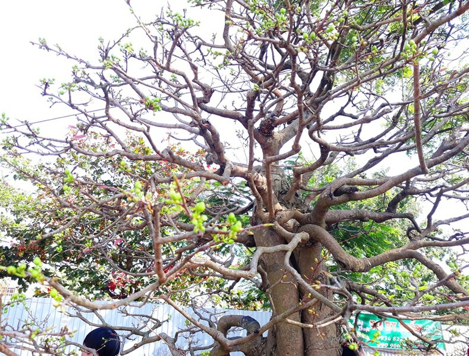 Ngắm “lão mai” hơn 100 tuổi giá hơn nửa tỷ đồng - 5 Tán cây mai rộng, nụ hoa nhiều và rất sung.