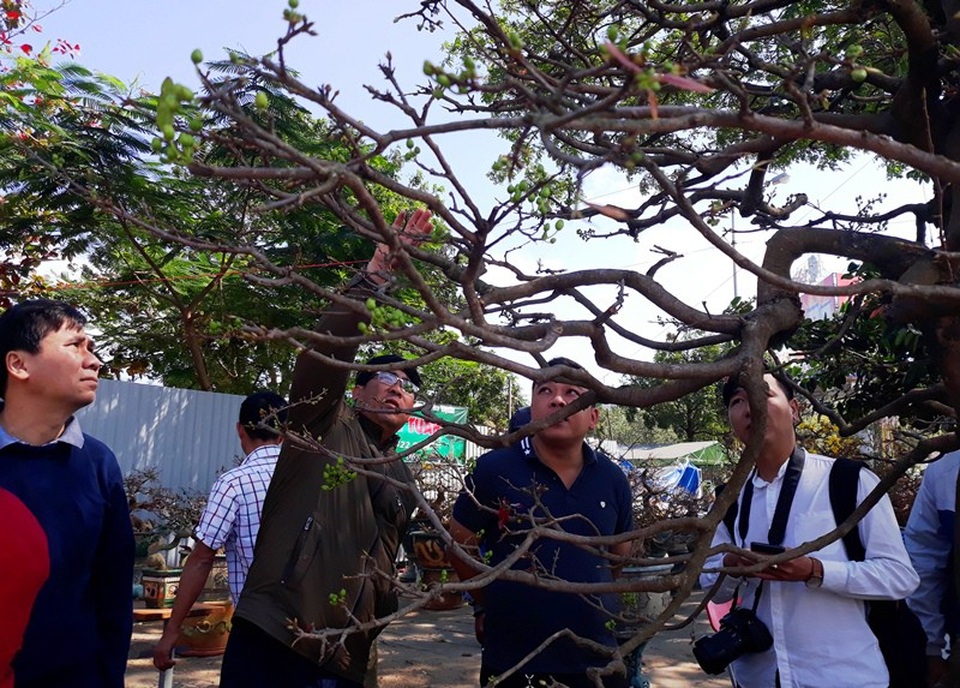 Ngắm “lão mai” hơn 100 tuổi giá hơn nửa tỷ đồng - 2 Nhiều người trầm trồ trước sự xuất hiện của lão mai siêu khủng có tuổi thọ hàng thế kỷ.