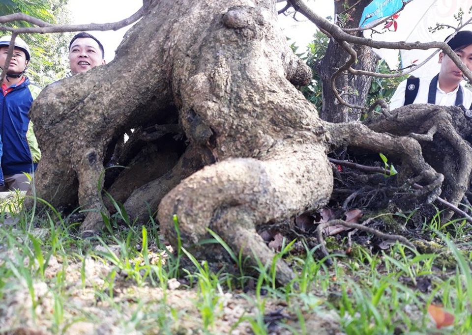 Ngắm “lão mai” hơn 100 tuổi giá hơn nửa tỷ đồng - 4 Để nuôi cây mai tới thời điểm ra u nần sần sùi là rất hiếm