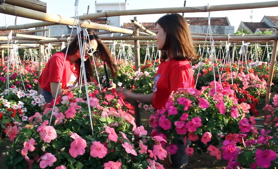 “Vườn hoa Đà Lạt giữa phố” điểm đến hấp dẫn khi du khách đến Phú Yên - 7