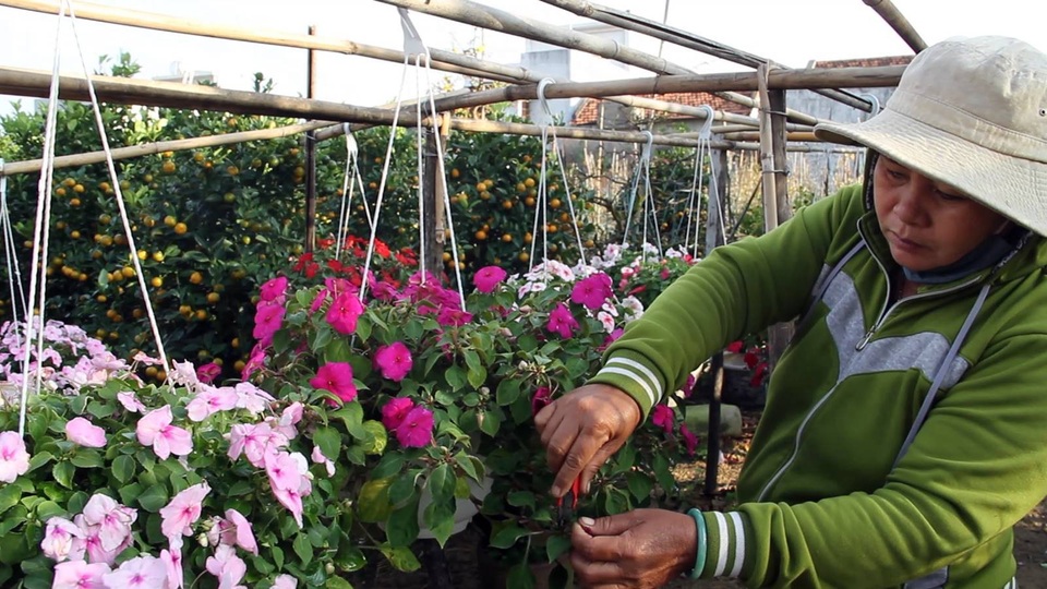 Để hoa luôn được tươi đẹp, khu vườn của ông luôn phải túc trực từ 3-4 lao động để chăm sóc, cắt tỉa cành.