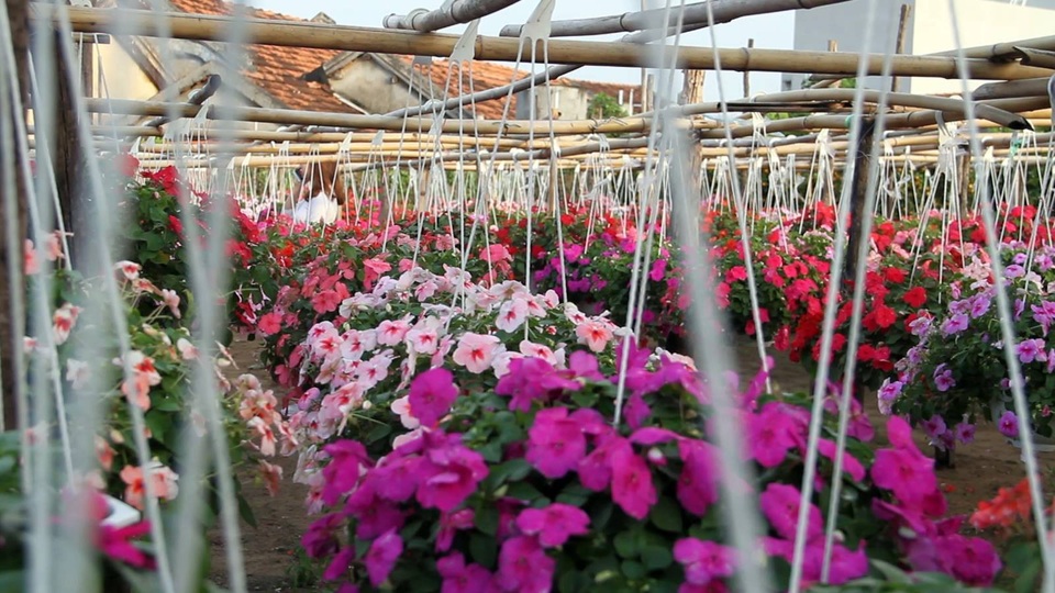 Vườn hoa của ông Năm Đồng lên đến hàng ngàn chậu, với đủ loại hoa màu sắc sặc sỡ.