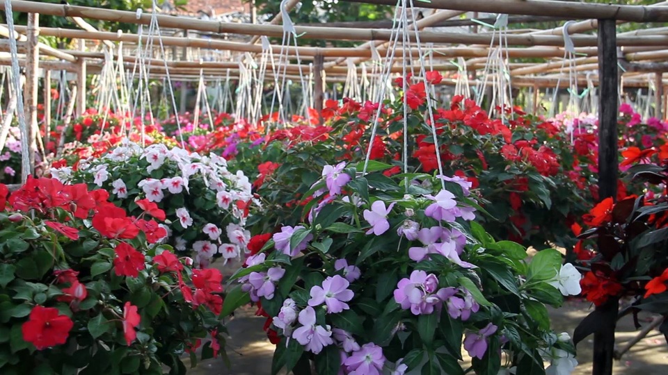 Theo chủ nhà vườn này, một chậu hoa đẹp là phải tròn, cây vươn mạnh ra ngoài chậu và hoa phải lớn, màu sắc đậm. Vì thế, nhà vườn phải thường xuyên chăm cây, thay đổi hướng chậu sao cho thường xuyên tiếp xúc với ánh nắng.