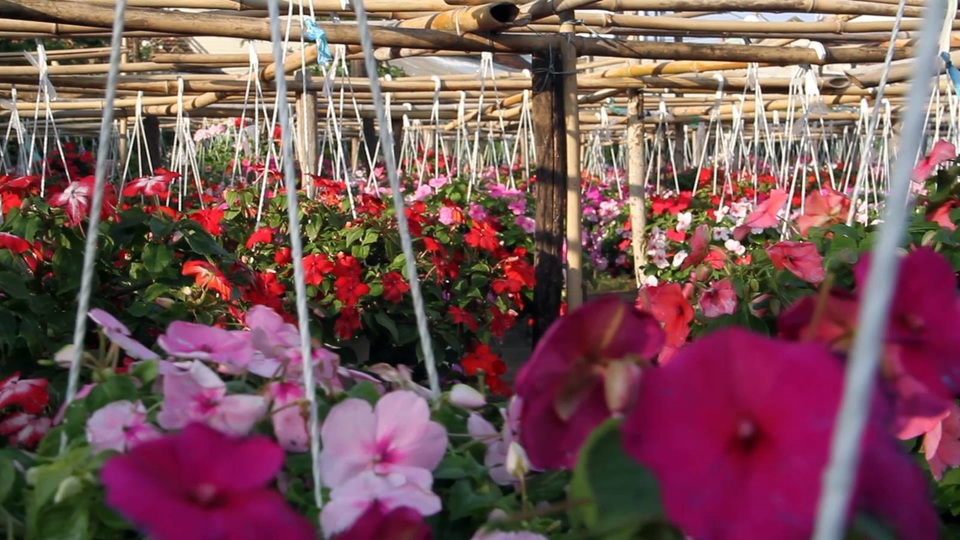 
Hoa chỉ phát triển trong thời gian giữa mùa đông với mùa xuân
