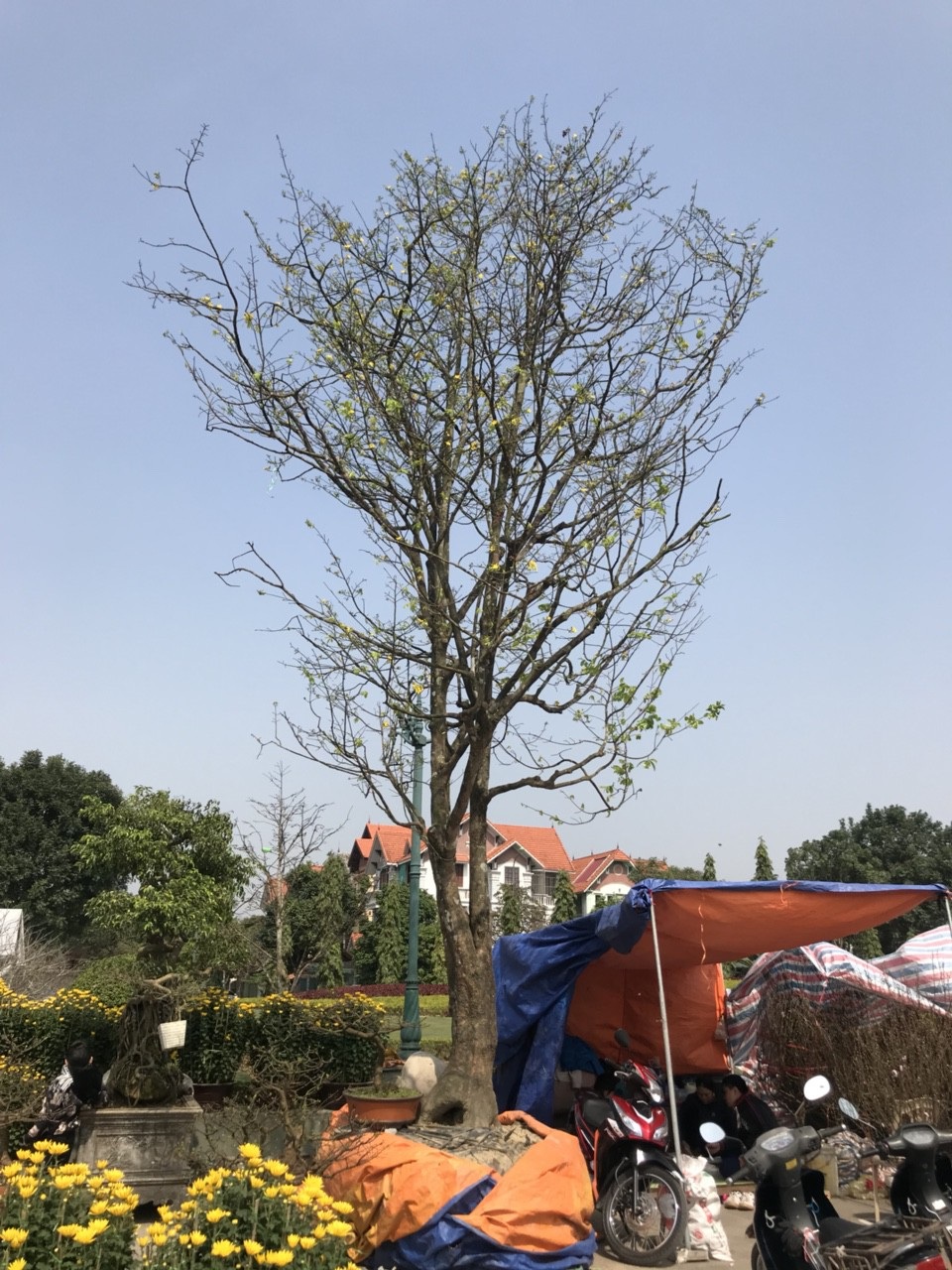 Đại gia Ninh Bình “rinh” cây mai khủng gần 200 triệu về chơi Tết - 1 Cây mai có giá 180 triệu được một đại gia Ninh Bình rinh về chơi Tết