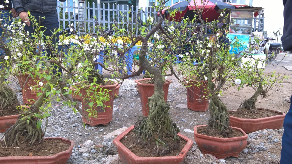 Cận Tết, mai trắng tiền triệu đổ bộ phố phường Hà Nội - 9 Nhiều nhà vườn trồng mai trắng tạo thế khá đẹp bán dịp tết. Những cây này có giá dao động từ 2 triệu, 3 triệu đến 6 triệu đồng. Gốc và cây của hoa thường được tạo thế từ 2 - 3 năm hoặc hơn.