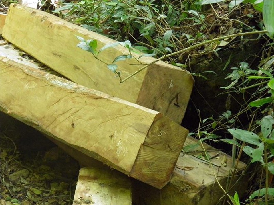 Kiểm lâm Quảng Bình - Hà Tĩnh bắt tay truy quét lâm tặc - 2 Gỗ được tập kết thành nhiều điểm tại Tiểu khu 19, xã Thanh Hóa. Ảnh: Hoàng Nam.