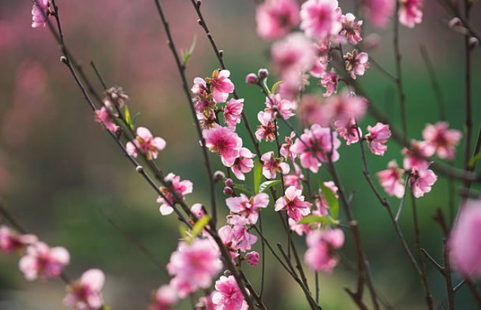 Vợ đòi sang ngoại đón giao thừa: Nên nghĩ cho nhà vợ một chút - 1
Tết là dịp để nghỉ ngơi, sum vầy, không phải để đo đếm nội ngoại - ai hơn ai.