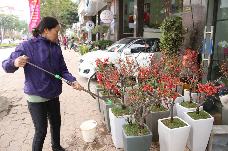 Mai đỏ Trung Quốc giá bạc triệu ồ ạt đổ bộ "thủ phủ" đào Việt - 9 Cũng giống như các loại hoa đào và hoa mai truyền thống của Việt Nam, hoa mai đỏ có cách chăm sóc khá đơn giản, dễ dàng.