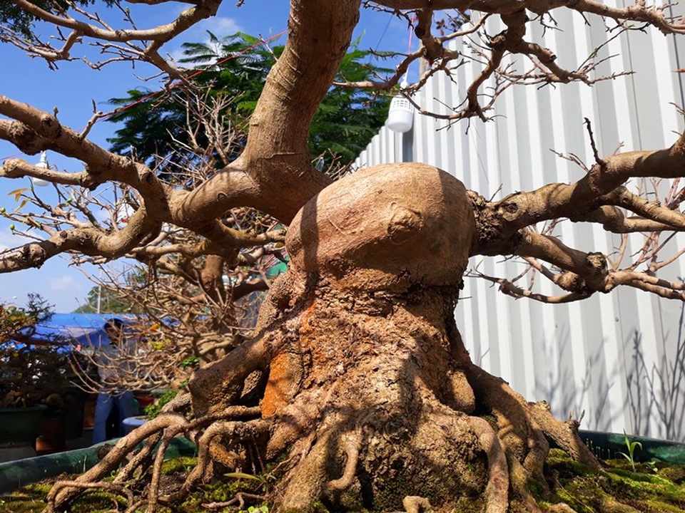 Đại gia “săn” mai bonsai cổ thụ hàng trăm triệu đồng về chơi Tết - 3 Một gốc mai bonsai cổ thụ có giá 250 triệu đồng.