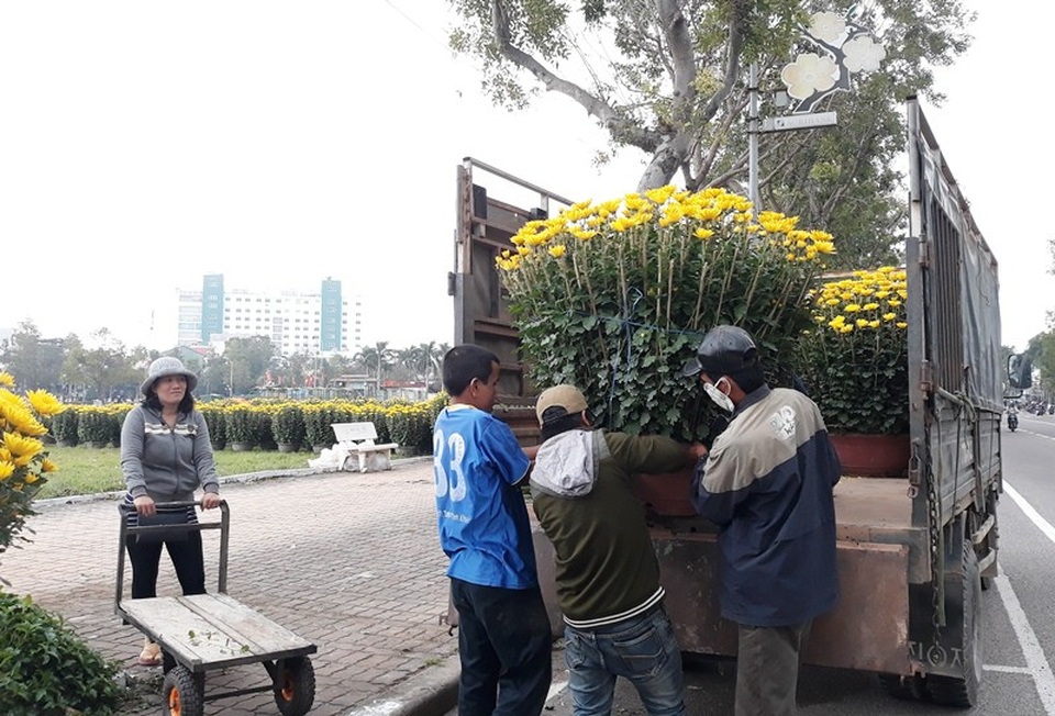 Đại gia “săn” mai bonsai cổ thụ hàng trăm triệu đồng về chơi Tết - 9 Các loại hoa cây cảnh bắt đầu ùn ùn đổ về chợ hoa xuân ở TP Quy Nhơn, tỉnh Bình Định.