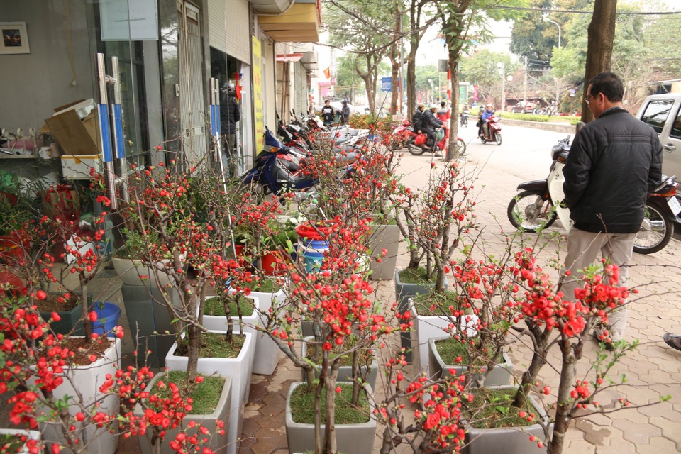Mai đỏ Trung Quốc giá bạc triệu ồ ạt đổ bộ "thủ phủ" đào Việt - 8 Cũng nhờ vẻ đẹp độc lạ nên dù có giá khá cao song loài hoa này vẫn hút khách mua về trưng Tết