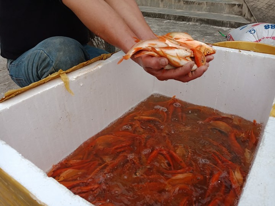 Làng cá chép sẵn sàng "phương tiện" đưa ông Táo chầu trời - 3
Cá chép đỏ nhiều năm nay rất được ưa chuộng.
