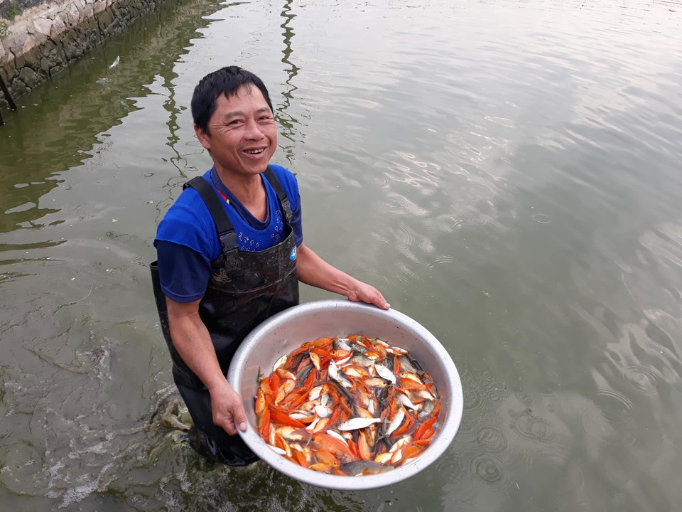 Làng cá chép sẵn sàng "phương tiện" đưa ông Táo chầu trời - 2
Người dân phấn khởi thu hoạch cá chép đi bán.