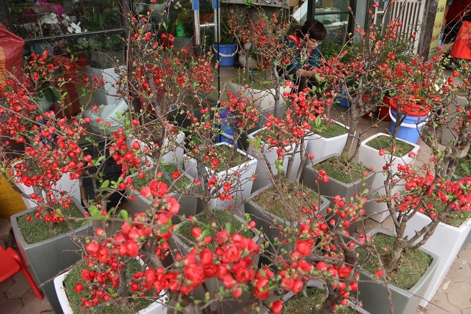 Mai đỏ Trung Quốc giá bạc triệu ồ ạt đổ bộ "thủ phủ" đào Việt - 10 Nếu chăm sóc tốt, một cây mai đỏ có thể chơi được hàng tháng, lâu tàn hơn hoa đào rất nhiều